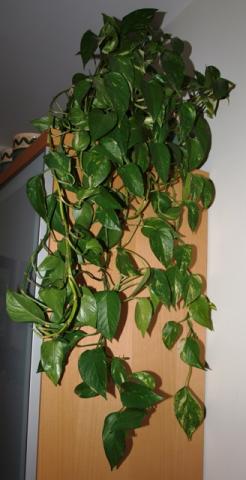 Filodendron Pnący - Philodendron scandens