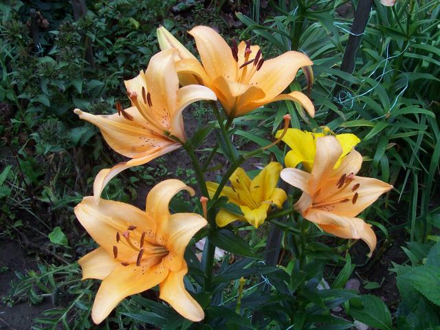 lilie z mojego ogrodu