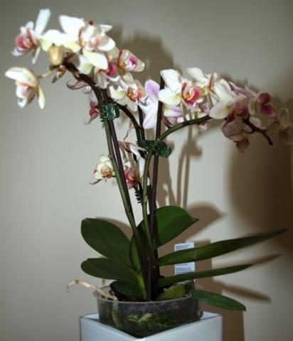 Orchidea - Orchideceae (Storczyk)