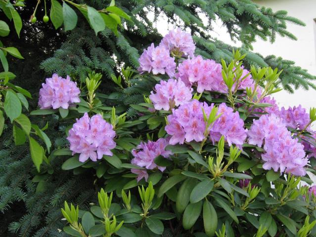 Rhododendron /Catawbiense-Hybridum/