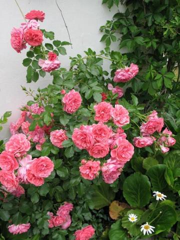 Róża pnąca  /Rosarium Uertensen/