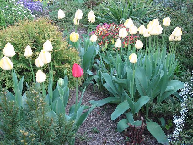 Tulipany i reszta