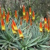 Aloes?