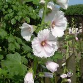 Malwa różowa-Alcea rosea