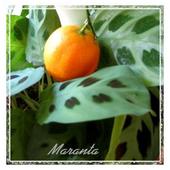 Owoc mandarynki nad listkami maranty
