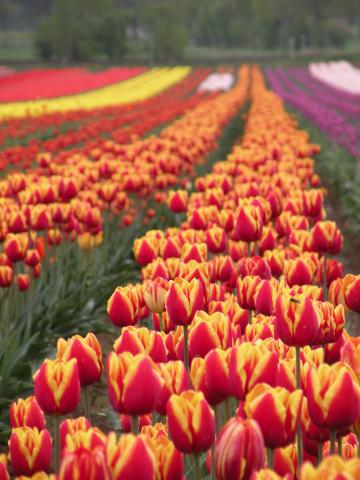Boskie pole tulipanów