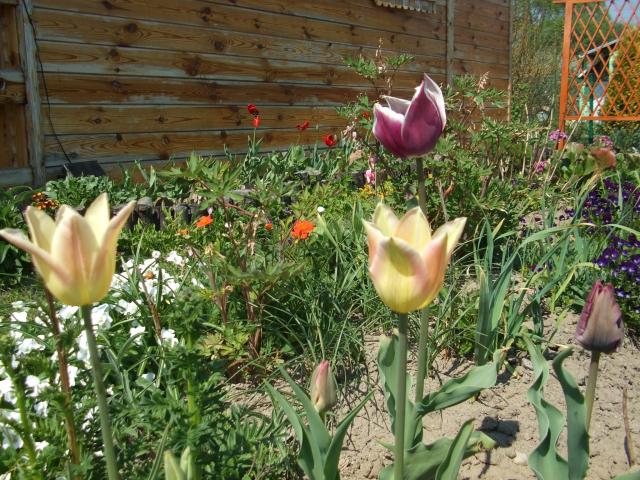 kolekcja tulipanków