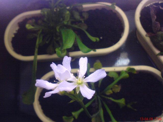 muchołowka - kwiat