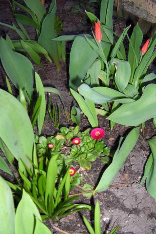 Pierwsze tulipany