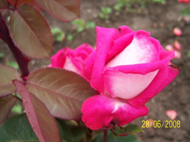 Róża 3