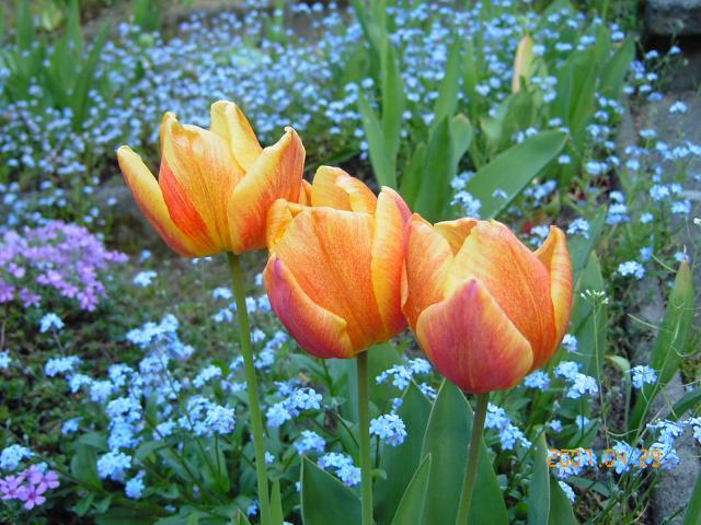 Tulipany i niezapominajki