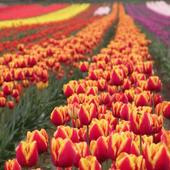 Boskie pole tulipanów
