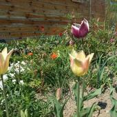 kolekcja tulipanków