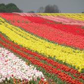 pole tulipanów
