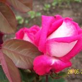 Róża 3