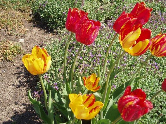Bzy, tulipany i inne majowe zjawiska...