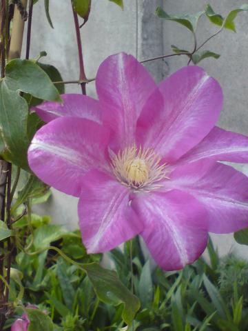 clematis Betty Ridson