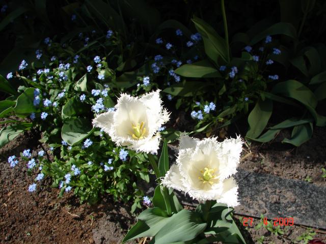 Koronkowe tulipany