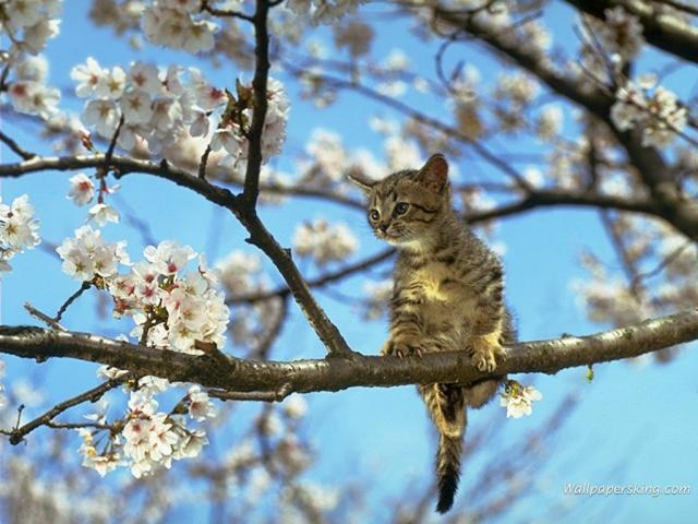 Kotek na kwitnącej czereśni