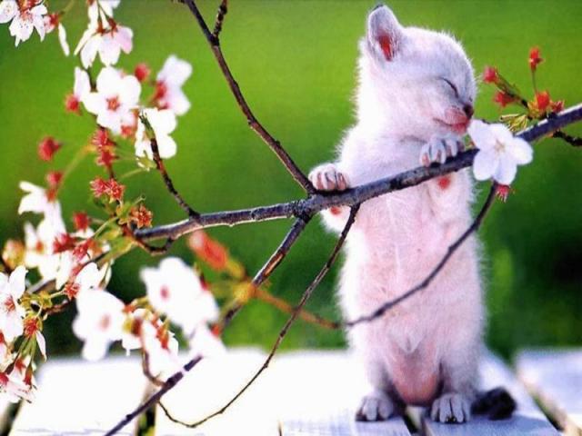 Kotek na kwitnącej wiśni