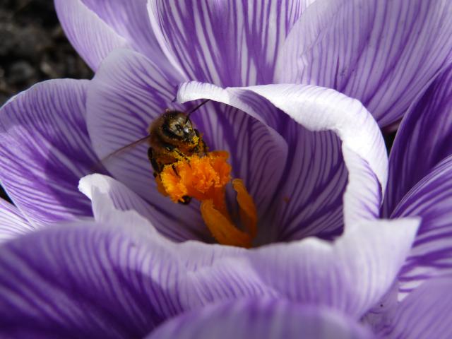 krokus i pszczoła pracowita 2009