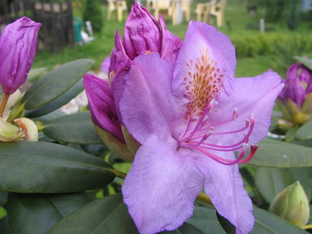 Kwiat rhododendrona