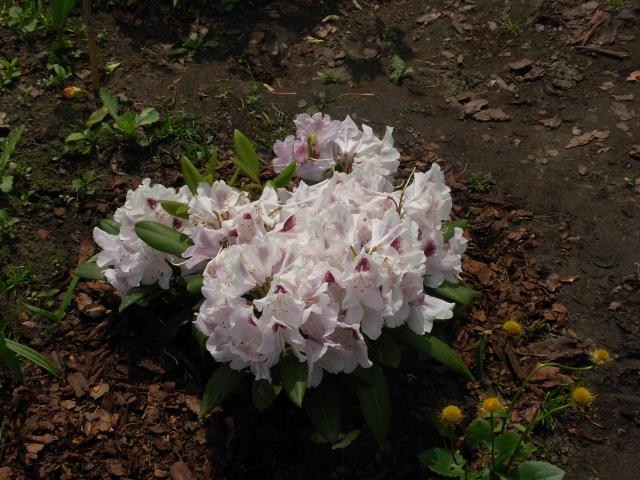 rododendron calsap