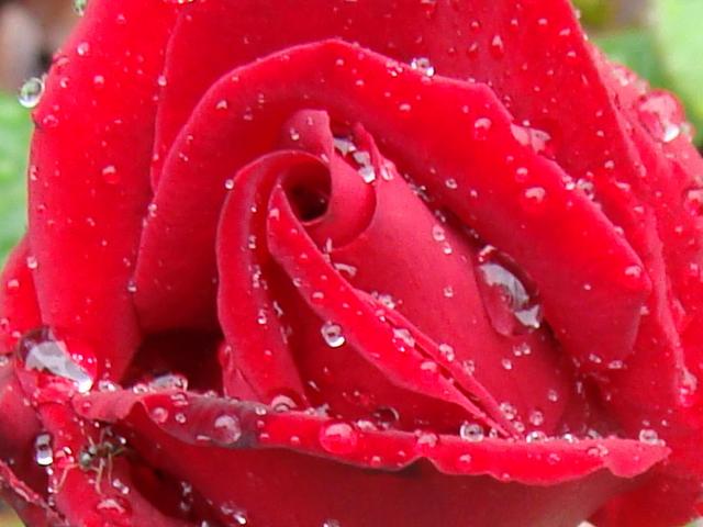 Róże, róże...aż zapierają dech swą pięknością;)