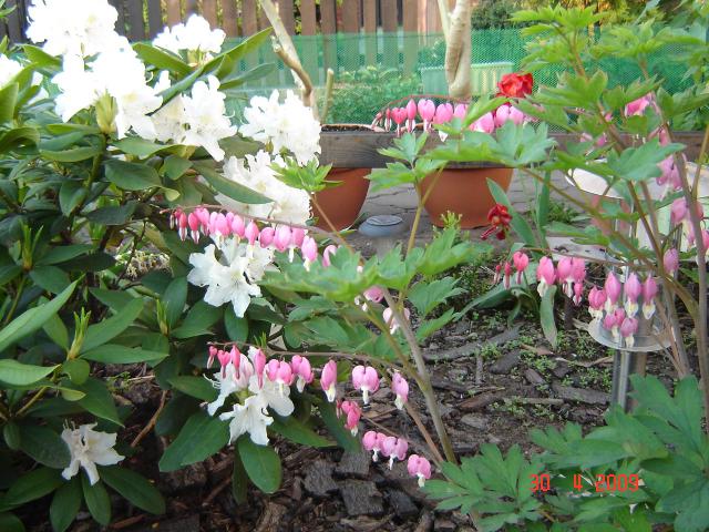 Serduszka i rododendron
