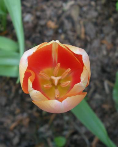 Tulipan  od góry