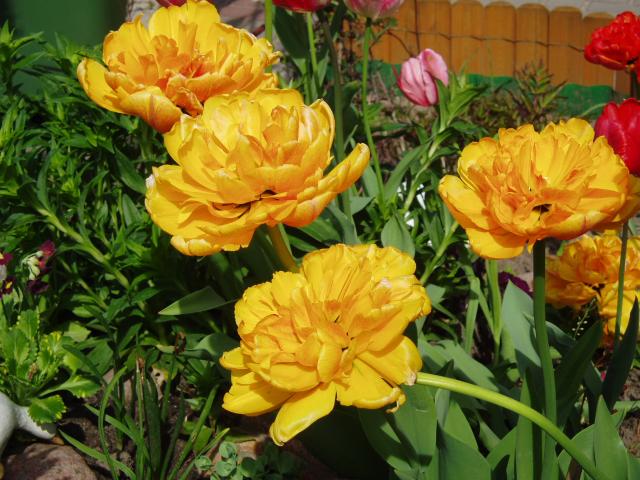 Tulipany przypominają kwiat piwonii.