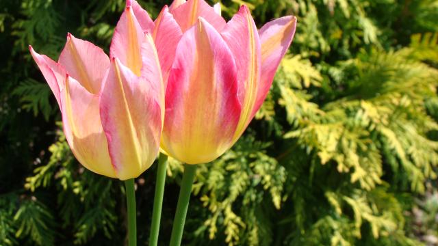 Tulipany, piękne zwiastuny wiosny...