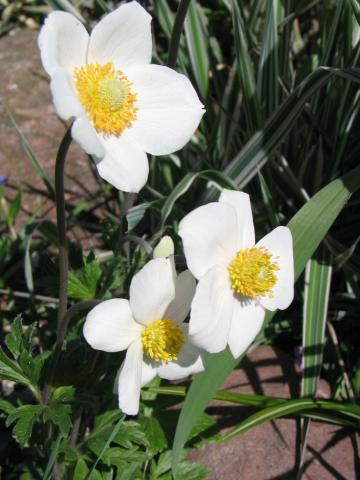 Zawilec wielkokwiatowy - Anemone sylvestris