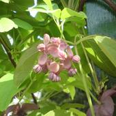 Akebia pięciolistkowa/Akebia quinata/ -  kwiat męski ...