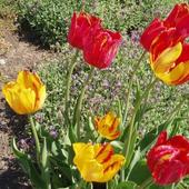Bzy, tulipany i inne majowe zjawiska...