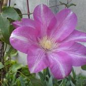 Clematis Betty Ridso