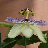 Męczennica(Passiflora)