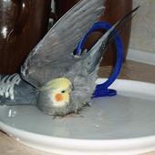 Nimfa w kąpieli.