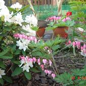 Serduszka i rododendron