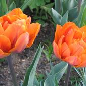 Tulipan Orange Princ