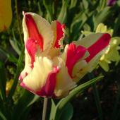 tulipan Rembrandta