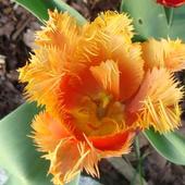 Tulipan. Orientalna pięknośc;)