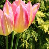 Tulipany, piękne zwiastuny wiosny...