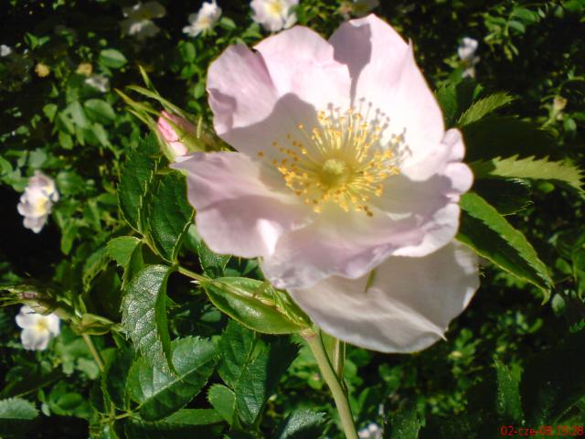 dzika róża jasno różowa kwiat 1