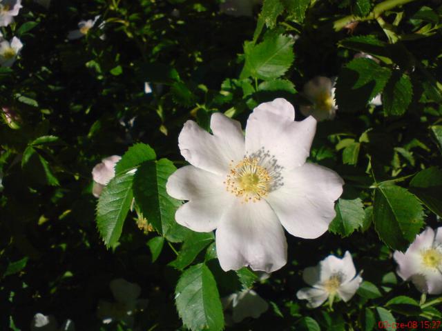 dzika róża jasno-różowa kwiat