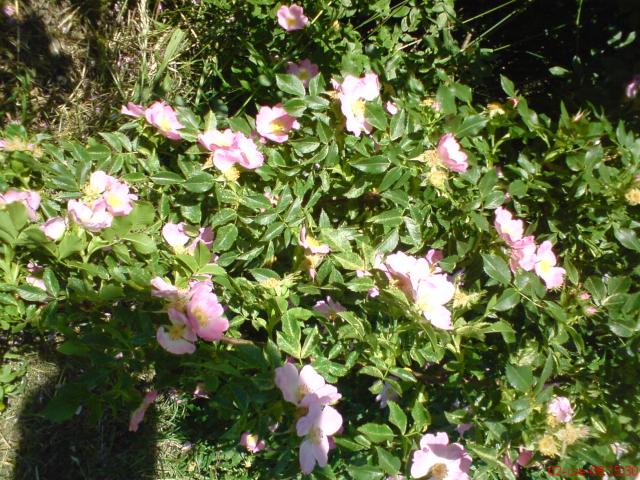 dzika róża różowa kwiaty 1