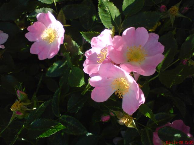 dzika róża różowa kwiaty 3