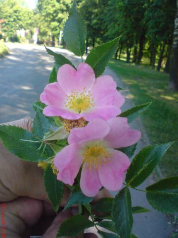 dzika róża różowa kwiaty 4