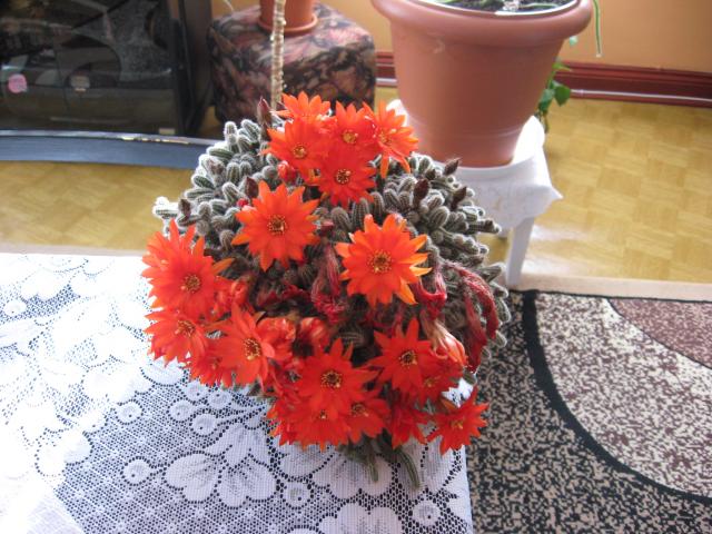 kwitnący kaktusik