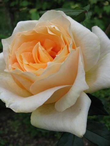 Róża CASANOVA
